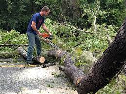 Best Storm Damage Tree Cleanup  in Jackson, AL