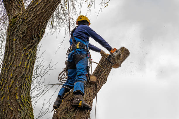 Best Utility Line Clearance  in Jackson, AL